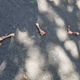 Illustration for article titled Massive Chicken Spill Turns Idyllic Brooklyn Street Into Grisly River Of Carnage
